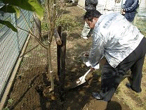 水極めの後にスコップで土をかける