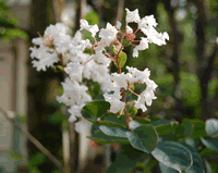 サルスベリの白い花