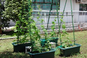 ひまわりの本葉 ひまわりの本葉