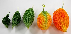 収穫したゴーヤ 収穫したゴーヤ