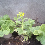 菜の花 菜の花