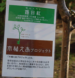 木植えあプロジェクトのプレート 木植えあプロジェクトのプレート