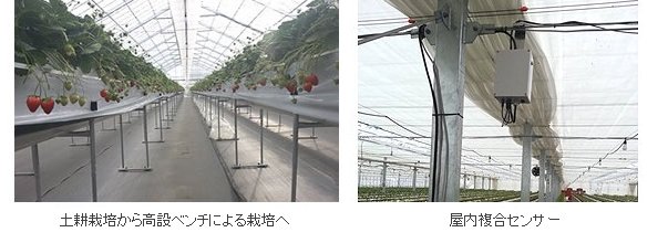いちごファームにおける当社の取り組み